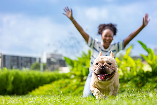 African American woman is playing with her french bulldog puppy while walking in the dog park at grass lawn after having morning exercise during summer