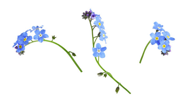 istock Set of blue forget-me-not flowers isolated 1409042927