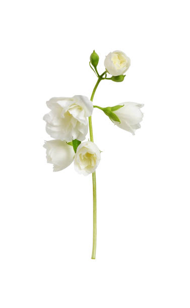 istock Twig of Jasmine (Philadelphus) double flowers isolated 1409042935