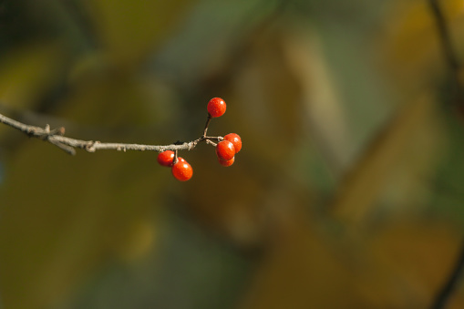 Autumn Background. Red berrys with drops