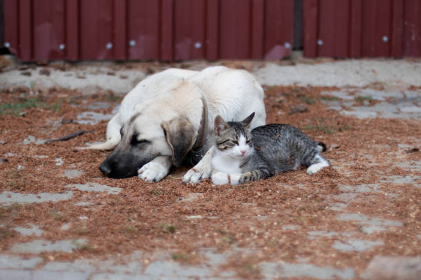 Dog and stray tabby cat lying together friendly on the ground.
