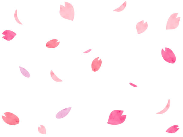 ilustrações de stock, clip art, desenhos animados e ícones de watercolor-style fluttering cherry blossom petals - cherry tree