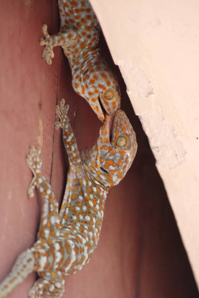 The battles of the geckos The battles of the geckos tokay gecko stock pictures, royalty-free photos & images