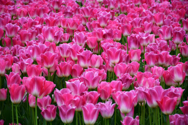 istock Istanbul's famous tulips 1409047817