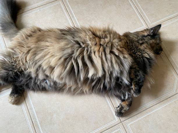 istock Cute huge furry cat laying on the floor 1409048256