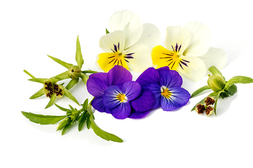 High angle closeup view of beautiful vibrant purple African Violet flowers and leaves growing in a pot. Pale off white background