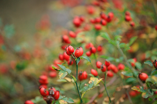 Red rosehip berries on a branch. Red ripe autumn berries in a natural environment. The season of autumn berries. A natural source of vitamin C.