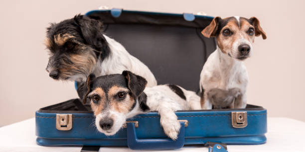 istock Vacation with several dogs -  small Jack Russell Terrier. Ready for the trip 1409053600