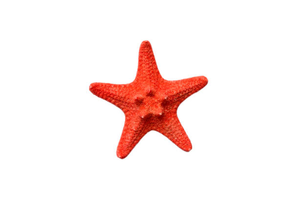istock Red sea star isolated on white background top view 1409055033