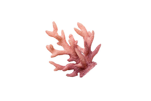 istock Pink decorative coral isolated on white background. perspective view 1409055046