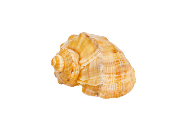 istock Sea shell isolated on white background. Close up seashell top view 1409055048