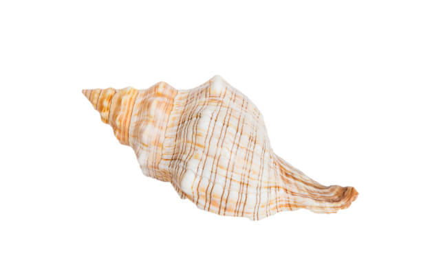 istock Sea shell isolated on white background. Close up seashell top view 1409055078