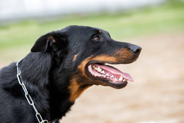 istock training of french shepherd 1409056990
