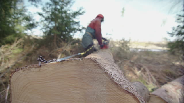 HANDHELD - Measuring out standard lengths of stem to cut the tree to