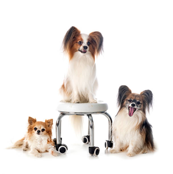 istock papillon dogs and chihuahua in studio 1409057947