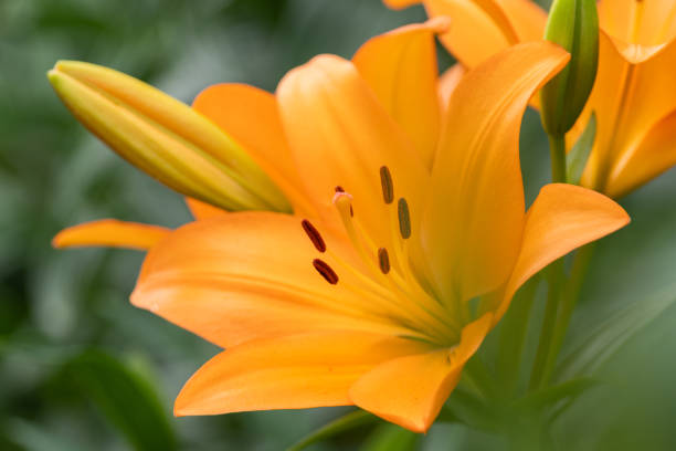 istock Yellow lily flower 1409058133