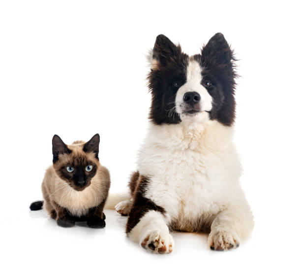 istock young Yakutian Laika and cat 1409058596