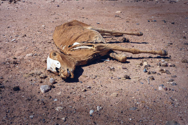 DEAD DONKEY IN THE DESERT