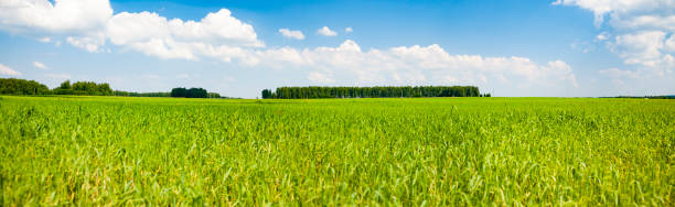 istock Green field on a summer sunny day 1409065806