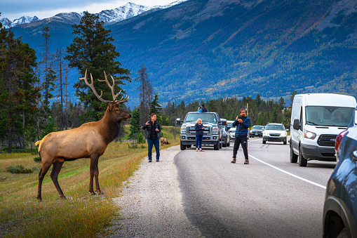 Jasper, Alberta, Canada - September 23, 2021 : Tourists photograph a wild deer crossing a road in Jasper National Park.