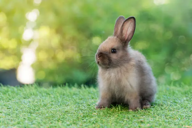 Adorable fluffy baby bunny rabbit sitting on green grass over natural background. Furry cute wild-animal single spring time at outdoor. Lovely fur baby rabbit bunny on meadow. Easter animal pet concept