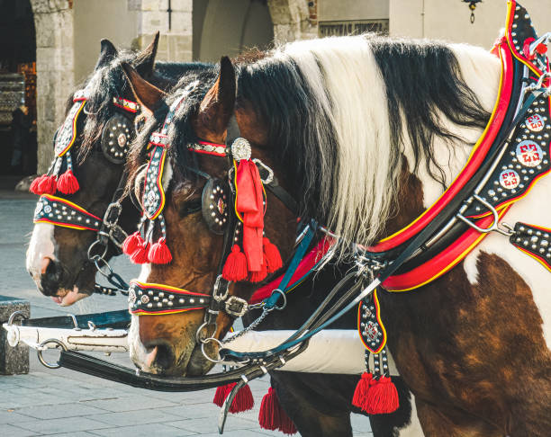istock Ponies in beautiful decorative harness. Horse equipment. 1409069526