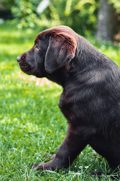 istock Puppy chocolate labrador retriever sitting in profile on green grass 1409069893
