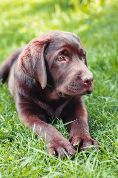 istock Chocolate labrador retriever puppy resting lying on green grass 1409069972
