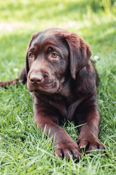 istock Chocolate labrador retriever puppy resting lying on green grass 1409069997