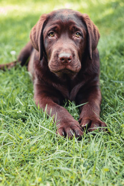 istock Chocolate labrador retriever puppy resting lying on green grass 1409070050