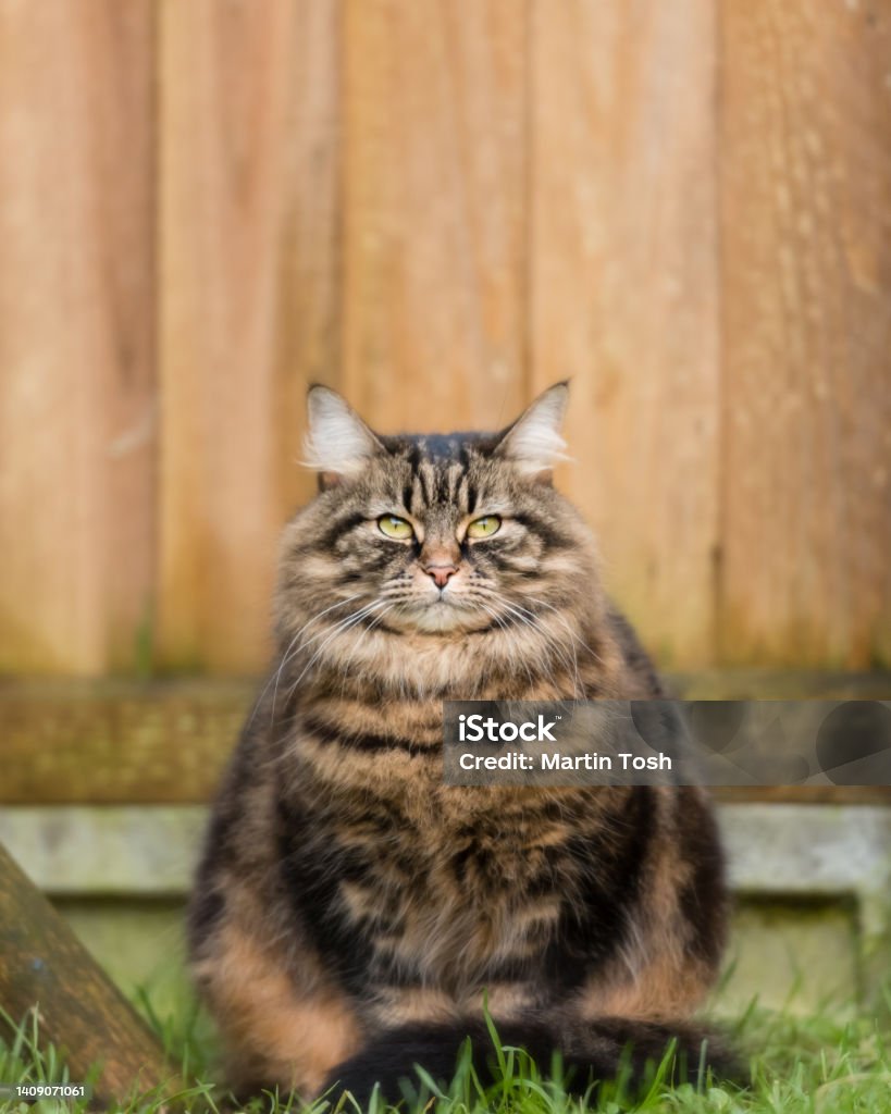 Tabby cat portrait, in front of garden fence Tabby cat portrait, in front of garden fence -January, 2018 Animal Stock Photo