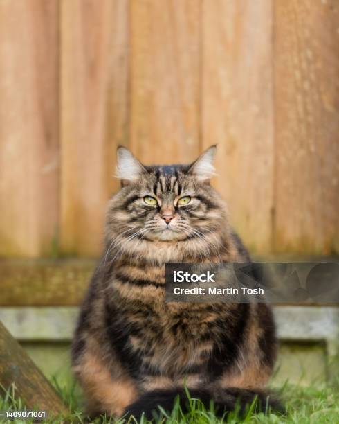 Tabby Cat Portrait In Front Of Garden Fence Stock Photo - Download Image Now - Animal, Animal Hair, Animal Head