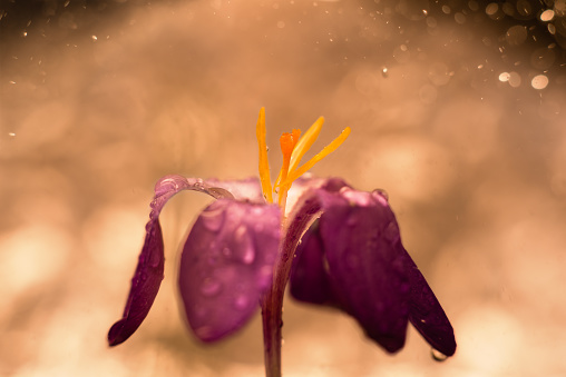 Crocus with raindrops and soft background, warm tones - March 2018