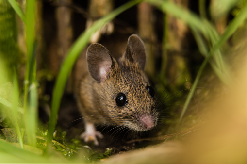 Field mouse in garden. April, 2018