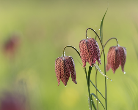 Three red with oof meadow . Snakes head fritillary day, Fox's fritillary meadow, Framsden SWT, April 2018