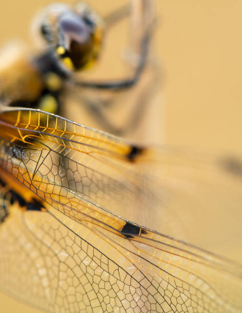 istock Four Spotted Chaser  Dragonfly wing detail. 1409071494