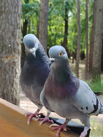 Two dove birds one by one on a wooden park bench. The background is blurry