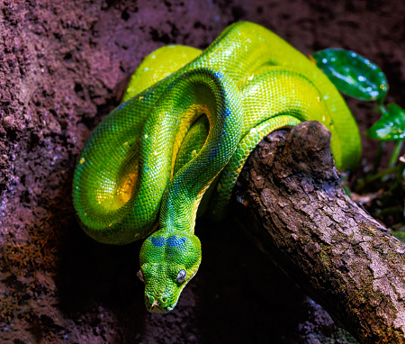 Closeup of a green tree python snake