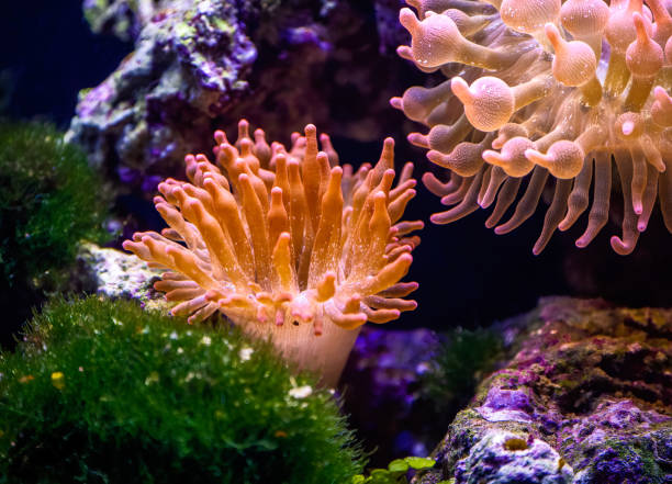 istock Coral in a saltwater aquarium 1409072253