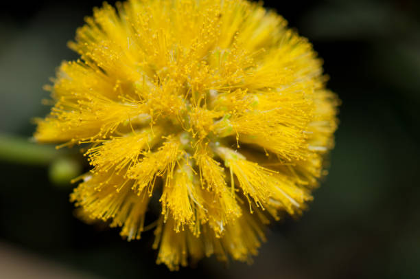 Flower of gum acacia. stock photo