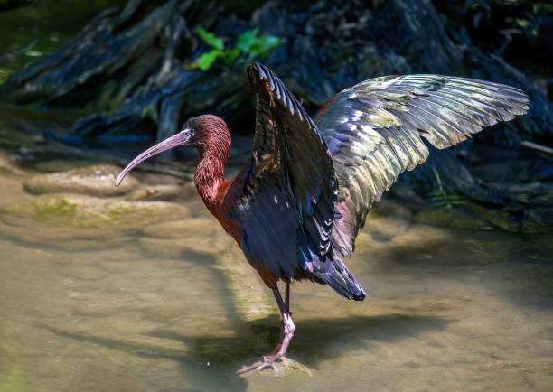 Glossy ibis bird wading through the water