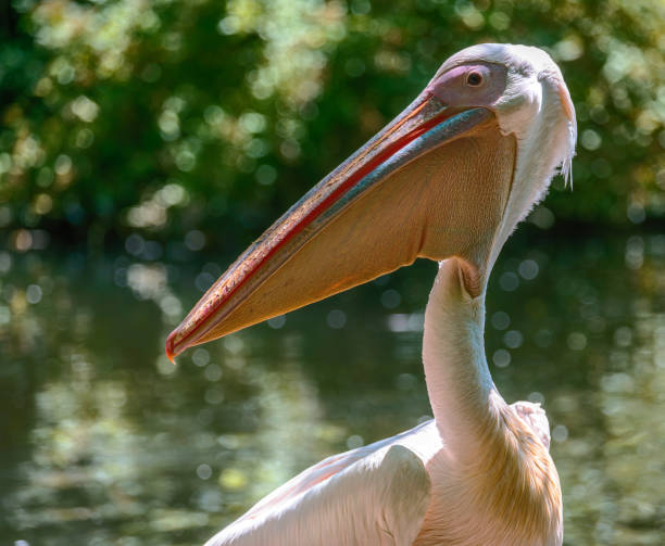 istock Portrait of a pelican 1409072435