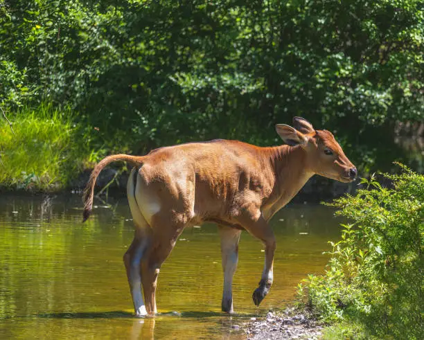 Young brown banteng cattle standing in the water