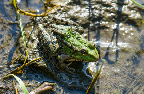 istock The green frog on the grass. 1409073103