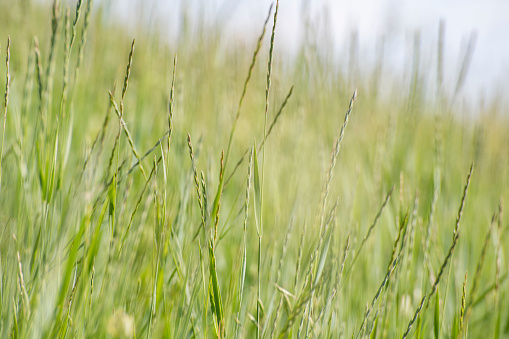 Long grass in the foreground of a summer meadow