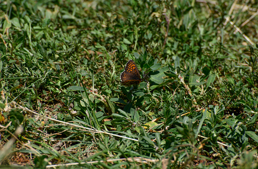 Butterfly on green grass, macro.