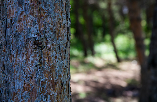 Tree trunk in the forest on the bokeh background.