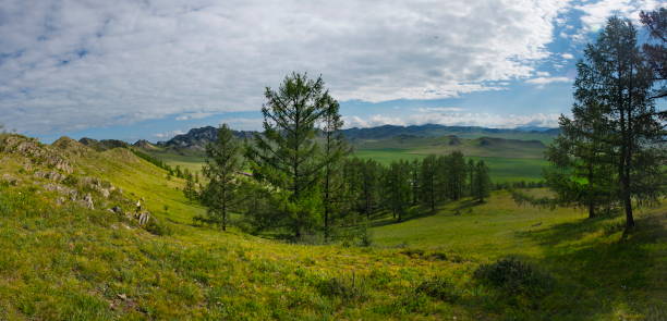 istock Green carpets of the Altai Mountains 1409073602
