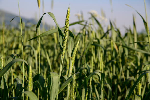 istock Close up wheat field, green grass background.  Bokeh nature background. 1409073806