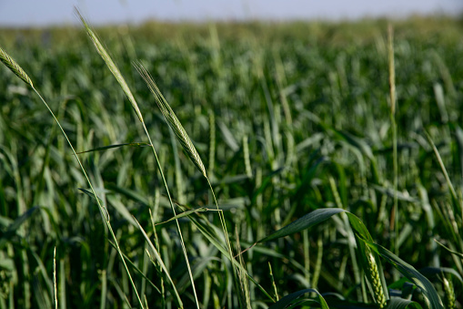 Close up wheat field, green grass background.  Bokeh nature background.